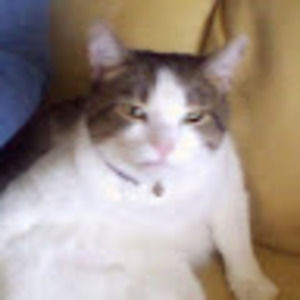 Meet your Posher, Jane